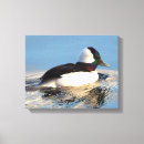 Suche nach enten leinwandbilder Vogel
