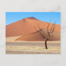 Suche nach toter baum postkarten Wüste