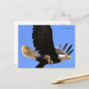 Suche nach freier vogel postkarten Flug