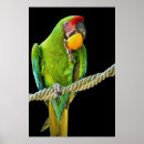Suche nach ara papagei poster Natur