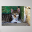 Suche nach baby tiger poster Schön