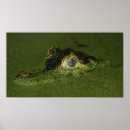 Suche nach kaiman poster Krokodil
