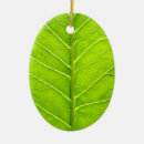 Suche nach grünes blatt ornamente Öko