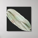 Suche nach mikroskop poster leinwandbilder Biologie
