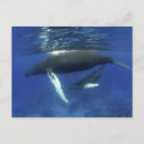 Suche nach groß postkarten Tier