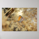 Suche nach falten poster Tier