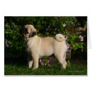 Suche nach 12 wochen postkarten Carlin