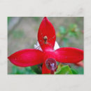 Suche nach tiny postkarten Blume