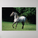Suche nach appaloosa poster Foto