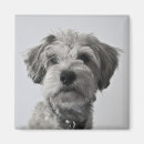 Suche nach schnauzer magnete Foto