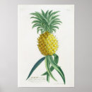 Suche nach gravures poster Pflanze
