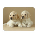 Suche nach goldenes labrador magnete Welpe