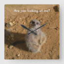 Suche nach meerkats kunst Fotografie