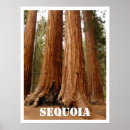 Suche nach sequoia poster Rotholz