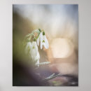 Suche nach schneefallen kunst Galanthus