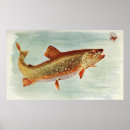 Suche nach bachforelle Fischen