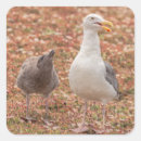Suche nach möwen aufkleber Fotografie