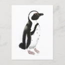 Suche nach afrikanischer pinguin postkarten Vögel