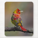 Suche nach singvögel mousepads Grün