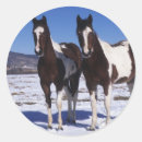 Suche nach paint horse aufkleber Stehend