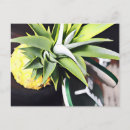 Suche nach lanai postkarten Tropisch