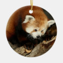 Suche nach roter panda ornamente Säugetier