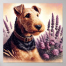 Suche nach airedale poster Welpe