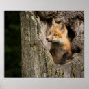 Suche nach kleiner fuchs poster Niedliche tiere