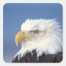 Suche nach weißkopfseeadler aufkleber Porträt