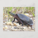 Suche nach schildkröte postkarten Fotografie