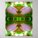 Suche nach frauenschuh poster Orchidee