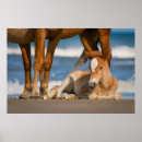 Suche nach wild horse poster Senf
