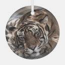 Suche nach wildkatzen ornamente Tiger