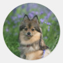 Suche nach zwergspitz aufkleber Profil