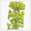 Suche nach spucken aufkleber Pflanze