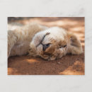 Suche nach lustiger löwe postkarten Katze