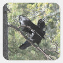 Suche nach ravens aufkleber Vögel
