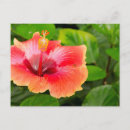 Suche nach cindy postkarten Blume