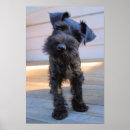 Suche nach zwergschnauzer poster Welpe