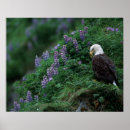 Suche nach alaska adler poster Usa