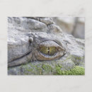 Suche nach gefährliche tiere postkarten Krokodil