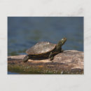 Suche nach schildkröte muschel postkarten Tierwelt