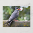 Suche nach seeschwalbe postkarten Vögel