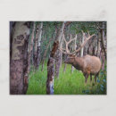 Suche nach elch foto postkarten Natur