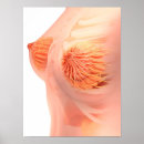 Suche nach female anatomy poster Areola