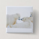 Suche nach weißer eisbär buttons Schnee