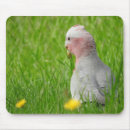 Suche nach rosa papagei mousepads Australisch