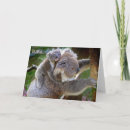 Suche nach koalabären karten Tiere