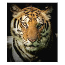 Suche nach gefährliche tiere poster Natur