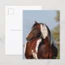 Suche nach paint horse postkarten Kopfschuss